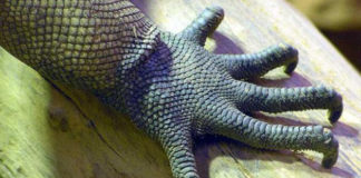 I rettili da compagnia 1171 0 rettili da compagnia_ok